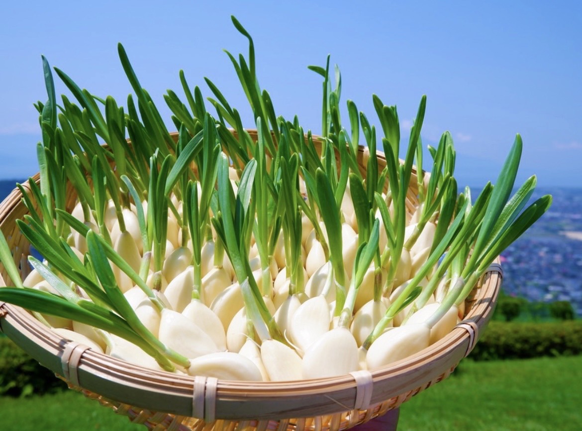 収穫されたスプラウトにんにく