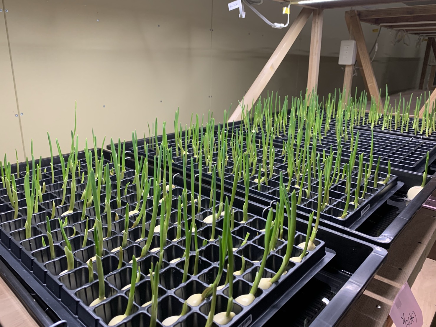 清潔な水耕栽培システム