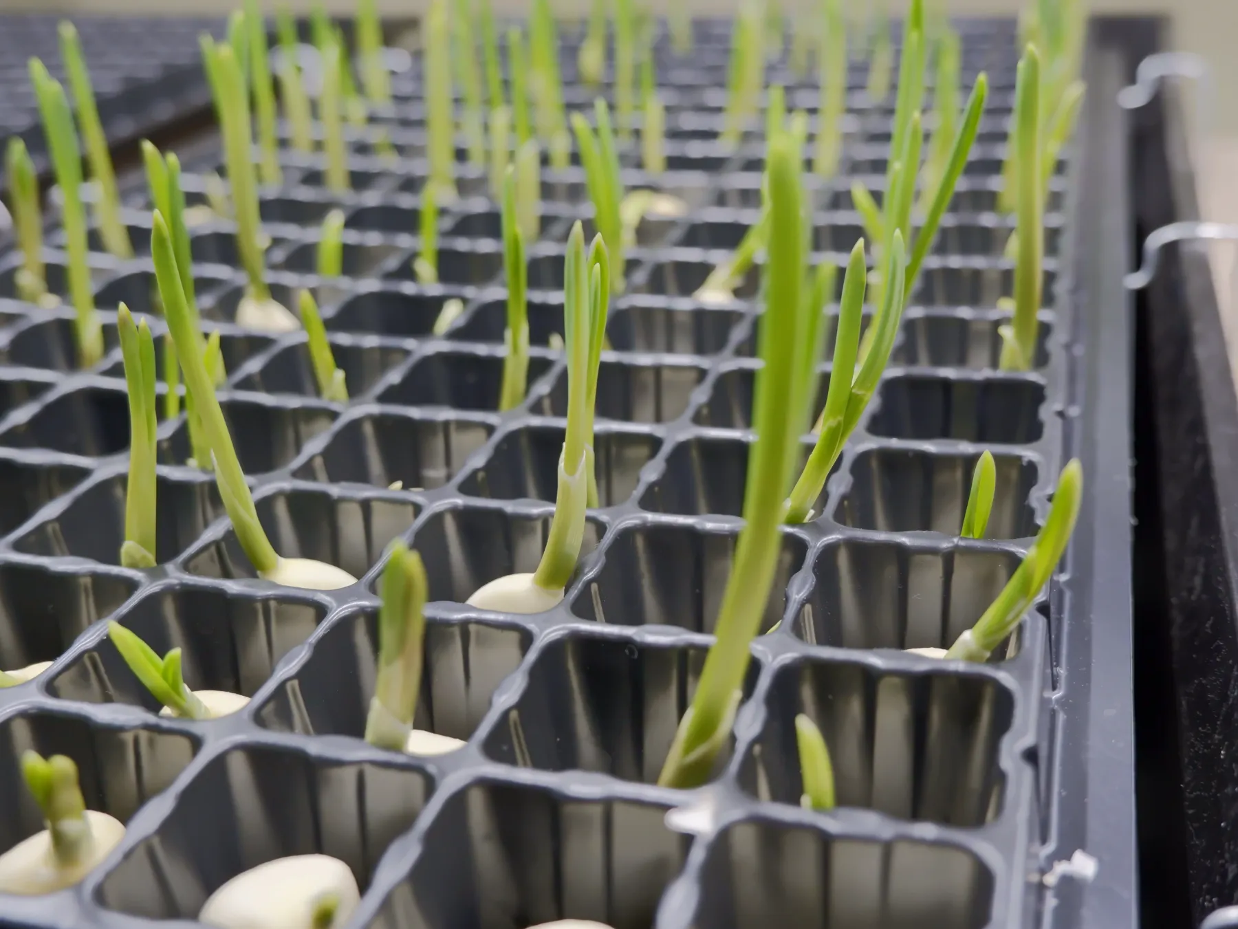 清潔な水耕栽培システム