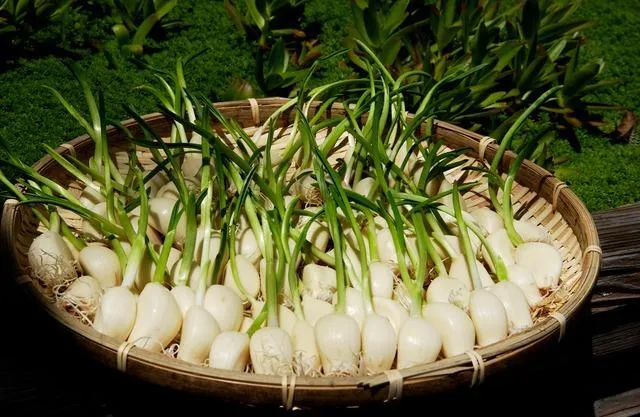 収穫されたスプラウトニンニク